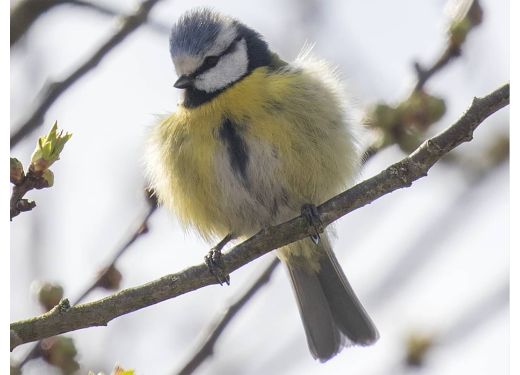 Sunyard Vogel Nestkastje